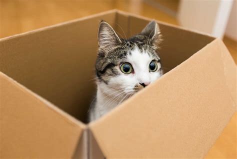 質問メール 締め：なぜ猫は箱を愛するのか？